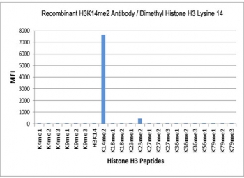 H3K14me2 Antibody / HIST1H3A Chromatin Plasticity Regulation Antibody (clone RM165) specificity analysis. Peptide binding assay demonstrating selective recognition of HIST1H3A / Histone H3 Lys14 dimethylation (K14me2). Strong signal is observed exclusively with the K14me2 peptide, while no detectable reactivity is seen with non-modified Lys14 (H3K14), monomethylated (K14me1), trimethylated (K14me3), or other methylated histone H3 peptides, confirming high specificity for the dimethylated Lys14 state associated with chromatin plasticity and dynamic gene regulation.