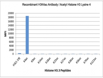 H3K4ac Antibody / HIST1H3A Promoter-Proximal Activation Antibody (clone RM149) specificity analysis. Peptide binding assay demonstrating selective recognition of HIST1H3A / Histone H3 Lys4 acetylation (K4ac). Strong signal is observed exclusively with the K4ac peptide, while no detectable reactivity is seen with non-modified Lys4 or acetylation at Lys9, Lys14, Lys18, Lys23, Lys27, Lys36, Lys56, Lys79, or Lys122, confirming high specificity for the Lys4 acetylation site associated with promoter-proximal chromatin activation.