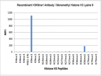 H3K9me1 Antibody / HIST1H3A Heterochromatin Transition Antibody (clone RM150) specificity analysis. Peptide binding assay demonstrating selective recognition of HIST1H3A / Histone H3 Lys9 monomethylation (K9me1). Strong signal is observed exclusively with the K9me1 peptide, while no detectable reactivity is seen with non-modified Lys9, dimethylated (K9me2), trimethylated (K9me3), or other methylated histone H3 peptides, confirming high specificity for the monomethylated Lys9 state associated with chromatin transitioning toward heterochromatin.