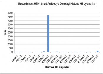 H3K18me2 Antibody / HIST1H3A Transcriptional Balance Chromatin Antibody (clone RM168) specificity analysis. Peptide binding assay demonstrating selective recognition of HIST1H3A / Histone H3 Lys18 dimethylation (K18me2). Strong signal is observed exclusively with the K18me2 peptide, while no detectable reactivity is seen with other methylated histone H3 peptides, confirming high specificity for the dimethylated Lys18 state associated with transcriptional balance and regulated chromatin activity.