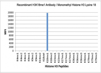 H3K18me1 Antibody / HIST1H3A Regulatory Modulation Chromatin Antibody (clone RM167) specificity analysis. Peptide binding assay demonstrating selective recognition of HIST1H3A / Histone H3 Lys18 monomethylation (K18me1). Strong signal is observed exclusively with the K18me1 peptide, while no detectable reactivity is seen with unmodified Lys18 (K18Ctrl), dimethylated (K18me2), or other methylated histone H3 peptides, confirming high specificity for the monomethylated Lys18 state associated with chromatin regulatory modulation.