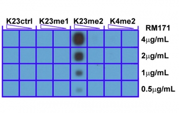 H3K23me2 Antibody / HIST1H3A Chromatin Remodeling Integration Antibody (clone RM171) specificity analysis. Peptide dot blot assay demonstrating selective recognition of HIST1H3A / Histone H3 Lys23 dimethylation (K23me2). Strong signal is observed exclusively with the K23me2 peptide across antibody concentrations, while no detectable reactivity is seen with unmodified Lys23 (K23Ctrl), monomethylated (K23me1), or unrelated dimethylated peptides including K4me2, confirming high specificity for the dimethylated Lys23 state associated with chromatin remodeling and integrated epigenetic regulation.