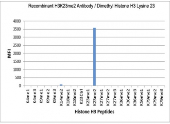 H3K23me2 Antibody / HIST1H3A Chromatin Remodeling Integration Antibody (clone RM171) specificity analysis. Peptide binding assay demonstrating selective recognition of HIST1H3A / Histone H3 Lys23 dimethylation (K23me2). Strong signal is observed exclusively with the K23me2 peptide, while no detectable reactivity is seen with other methylated histone H3 peptides, confirming high specificity for the dimethylated Lys23 state associated with chromatin remodeling and integrated epigenetic regulation of gene expression.