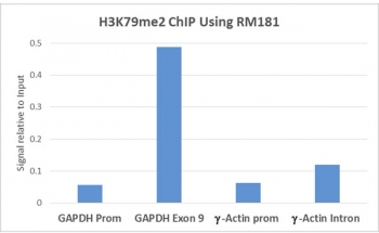 H3K79me2 Antibody / HIST1H3A Transcriptional Elongation Domain Antibody (clone RM181) for ChIP. Chromatin immunoprecipitation analysis of HIST1H3A / Histone H3 Lys79 dimethylation (K79me2) in human HeLa cells using H3K79me2 Antibody / HIST1H3A Transcriptional Elongation Domain Antibody (5 ug). Quantitative PCR shows strong enrichment at GAPDH Exon 9 relative to the GAPDH promoter, with moderate signal at gamma-Actin intron and lower enrichment at gamma-Actin promoter, consistent with H3K79me2 marking transcription elongation within gene bodies.