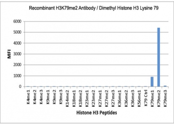 H3K79me2 Antibody / HIST1H3A Transcriptional Elongation Domain Antibody (clone RM181) specificity analysis. Peptide binding assay demonstrating selective recognition of HIST1H3A / Histone H3 Lys79 dimethylation (K79me2). Strong signal is observed with the K79me2 peptide, with only very weak reactivity detected toward K14me1, while no detectable binding is seen with unmodified Lys79, trimethylated Lys79 (K79me3), or other methylated histone H3 peptides, confirming high specificity for the dimethylated Lys79 state associated with transcription elongation and gene body chromatin.