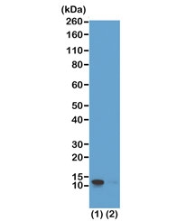 Phospho-Histone H4 Antibody (pSer1) for WB. Western blot analysis of histone H4 serine 1 phosphorylation in chromatin samples. Lane 1: acid extract of human HeLa cells, Lane 2: recombinant histone H4 protein. A band is detected at approximately 11 kDa, consistent with the predicted molecular weight of Histone H4 (HIST1H4). The signal in HeLa cells reflects endogenous phosphorylation at serine 1, a DNA damage-associated chromatin modification linked to early chromatin remodeling and genome surveillance pathways.