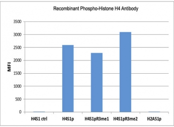 Phospho-Histone H4 Antibody (pSer1) specificity. Peptide binding analysis demonstrating selective recognition of histone H4 serine 1 phosphorylation. Strong signal is observed for H4S1p peptides, including variants containing neighboring arginine 3 methylation (H4S1pR3me1 and H4S1pR3me2), indicating that detection of serine 1 phosphorylation is not affected by adjacent modifications. No detectable reactivity is observed toward control peptide (H4S1 ctrl) or histone H2A serine 1 phosphorylation (H2AS1p). These results confirm high specificity of the antibody for DNA damage-associated phosphorylated histone H4.