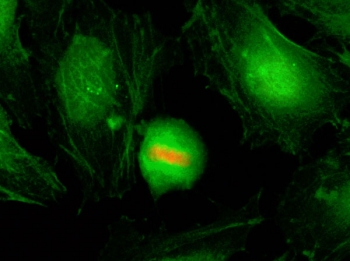 Phospho-Histone H4 Antibody (pSer1) for IF. Immunofluorescence analysis of histone H4 serine 1 phosphorylation in human HeLa cells using Phospho-Histone H4 Antibody (pSer1) (red). Predominant nuclear staining is observed, consistent with localization of phosphorylated histone H4 (HIST1H4) within chromatin during DNA damage-associated chromatin remodeling. Actin filaments are labeled with fluorescein phalloidin (green), and nuclei are visualized with DAPI (blue), highlighting nuclear enrichment of this early chromatin signaling modification.