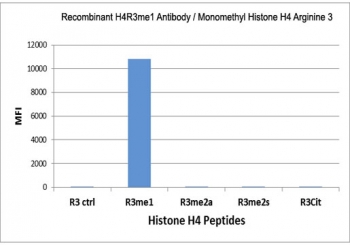 H4R3me1 Antibody specificity. Peptide binding analysis demonstrating selective recognition of histone H4 arginine 3 monomethylation. Strong signal is observed exclusively for the H4R3me1 peptide, with no detectable reactivity toward unmodified R3 (R3 ctrl), asymmetric dimethylation (R3me2a), symmetric dimethylation (R3me2s), or citrullinated R3 (R3Cit). These data confirm high specificity of the H4R3me1 antibody for PRMT5 pathway-associated monomethylated histone H4.