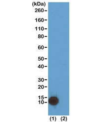 H4K5ac Antibody for WB. Western blot analysis of histone H4 lysine 5 acetylation in chromatin samples. Lane 1: acid extract of human HeLa cells, Lane 2: recombinant histone H4 protein. A band is detected at approximately 11 kDa, consistent with the predicted molecular weight of Histone H4 (HIST1H4). The signal in HeLa cells reflects endogenous H4K5 acetylation associated with replication-coupled chromatin assembly and newly synthesized histone incorporation.