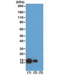 H4K8ac Antibody for WB. Western blot analysis of histone H4 lysine 8 acetylation in chromatin samples. Lane 1: acid extract of human HeLa cells treated with sodium butyrate, Lane 2: acid extract of untreated human HeLa cells, Lane 3: recombinant histone H4 protein. A band is detected at approximately 11 kDa, consistent with the predicted molecular weight of Histone H4 (HIST1H4). Increased signal intensity in sodium butyrate-treated cells reflects enhanced H4K8 acetylation associated with chromatin remodeling and increased histone acetylation levels.