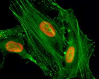 H4K8ac Antibody for IF. Immunofluorescence analysis of histone H4 lysine 8 acetylation in sodium butyrate-treated human HeLa cells using H4K8ac Antibody (red). Predominant nuclear staining is observed, consistent with localization of acetylated histone H4 (HIST1H4) within chromatin during active chromatin remodeling. Actin filaments are labeled with fluorescein phalloidin (green), and nuclei are visualized with DAPI (blue), highlighting nuclear enrichment of this chromatin remodeling-associated acetylation mark.