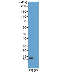 H4K16ac Antibody for WB. Western blot analysis of histone H4 lysine 16 acetylation in chromatin samples. Lane 1: acid extract of human HeLa cells treated with sodium butyrate, Lane 2: acid extract of untreated human HeLa cells. A band is detected at approximately 11 kDa, consistent with the predicted molecular weight of Histone H4 (HIST1H4). Increased signal intensity in sodium butyrate-treated cells reflects enhanced H4K16 acetylation associated with chromatin relaxation and higher-order chromatin structure regulation.