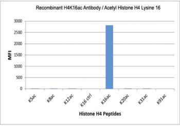 H4K16ac Antibody specificity. Peptide binding analysis demonstrating selective recognition of histone H4 lysine 16 acetylation. Strong signal is observed exclusively for the H4K16ac peptide, with no detectable reactivity toward unmodified lysine 16 (K16 control) or other acetylated histone H4 peptides. These results confirm high specificity of the H4K16ac antibody for higher-order chromatin structure-associated acetylated histone H4.