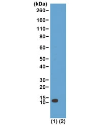 H4K20ac Antibody for WB. Western blot analysis of histone H4 lysine 20 acetylation in chromatin samples. Lane 1: acid extract of human HeLa cells, Lane 2: recombinant histone H4 protein. A band is detected at approximately 11 kDa, consistent with the predicted molecular weight of Histone H4 (HIST1H4). The signal in HeLa cells reflects endogenous H4K20 acetylation associated with chromatin structure modulation and the balance between chromatin compaction and accessibility.