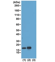 H3K23ac Antibody / HIST1H3A Chromatin Remodeling Regulatory Antibody (clone RM169) for WB. Western blot analysis of HIST1H3A / Histone H3 Lys23 acetylation in acid extracts of human HeLa cells non-treated (1), sodium butyrate-treated (2), and recombinant Histone H3.3 (3) using H3K23ac Antibody / HIST1H3A Chromatin Remodeling Regulatory Antibody. A band is detected at the predicted molecular weight of approximately 15 kDa corresponding to acetylated Histone H3, with increased signal in treated cells consistent with histone deacetylase inhibition and enhanced chromatin remodeling and regulatory chromatin dynamics.