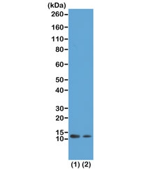 H4K12ac Antibody for WB. Western blot analysis of histone H4 lysine 12 acetylation in chromatin samples. Lane 1: acid extract of human HeLa cells treated with sodium butyrate, Lane 2: acid extract of untreated human HeLa cells. A band is detected at approximately 11 kDa, consistent with the predicted molecular weight of Histone H4 (HIST1H4). Increased signal intensity in sodium butyrate-treated cells reflects enhanced H4K12 acetylation associated with replication-coupled chromatin assembly and newly synthesized histone incorporation.