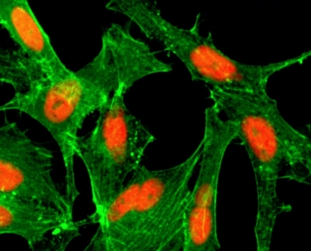 H4K12ac Antibody for IF. Immunofluorescence analysis of histone H4 lysine 12 acetylation in sodium butyrate-treated human HeLa cells using H4K12ac Antibody (red). Nuclear staining is observed, consistent with localization of acetylated histone H4 (HIST1H4) within chromatin during replication-associated chromatin assembly. Actin filaments are labeled with fluorescein phalloidin (green), and nuclei are visualized with DAPI (blue), highlighting nuclear enrichment of this chromatin assembly-associated acetylation mark.