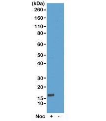 Phospho-Histone H3 Antibody (pThr6) / HIST1H3A Epigenetic Regulation Antibody for WB. Western blot analysis of HIST1H3A / Histone H3 Thr6 phosphorylation in acid extracts of human HeLa cells non-treated (-) and nocodazole-treated (+) using Phospho-Histone H3 Antibody (pThr6) / HIST1H3A Epigenetic Regulation Antibody. A band is detected at the predicted molecular weight of approximately 15 kDa corresponding to Histone H3, with signal reflecting Thr6 phosphorylation associated with chromatin regulatory states and epigenetic modulation rather than exclusively mitotic enrichment.