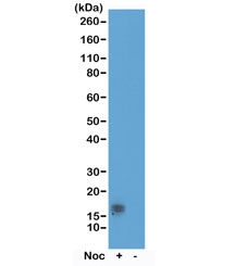 Phospho-Histone H3 Antibody (pThr11) / HIST1H3A Cell Cycle Checkpoint Antibody for WB. Western blot analysis of HIST1H3A / Histone H3 Thr11 phosphorylation in acid extracts of human HeLa cells non-treated (-) and nocodazole-treated (+) using Phospho-Histone H3 Antibody (pThr11) / HIST1H3A Cell Cycle Checkpoint Antibody. A band is detected at the predicted molecular weight of approximately 15 kDa corresponding to Histone H3, with signal reflecting Thr11 phosphorylation associated with cell cycle regulatory signaling and checkpoint-linked chromatin modification rather than purely structural mitotic condensation.
