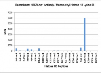 H3K56me1 Antibody / HIST1H3A Chromatin Assembly Intermediate Antibody (clone RM180) specificity analysis. Peptide binding assay demonstrating selective recognition of HIST1H3A / Histone H3 Lys56 monomethylation (K56me1). Strong signal is observed exclusively with the K56me1 peptide, while no detectable reactivity is seen with non-modified Lys56 (K56Ctrl) or other methylated histone H3 peptides, confirming high specificity for the monomethylated Lys56 state associated with chromatin assembly and nucleosome organization.