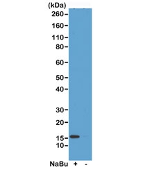 H2A.ZK4ac Antibody / H2AFZ Promoter-Proximal Activation Antibody (clone RM221) for WB. Western blot analysis of H2AFZ / Histone H2A.Z Lys4 acetylation (H2A.ZK4ac) in acid extracts from human HeLa cells untreated (-) or treated (+) with sodium butyrate using H2A.ZK4ac Antibody / H2AFZ Promoter-Proximal Activation Antibody. A band is detected at the predicted molecular weight of approximately 14 kDa in treated cells, consistent with increased histone acetylation and promoter-associated chromatin activation following HDAC inhibition.