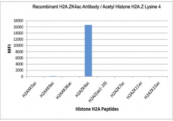 H2A.ZK4ac Antibody / H2AFZ Promoter-Proximal Activation Antibody (clone RM221) specificity analysis. Peptide binding assay demonstrating selective recognition of H2AFZ / Histone H2A.Z Lys4 acetylation (K4ac). Strong signal is observed exclusively with the H2A.ZK4ac peptide, while no detectable reactivity is seen with non-modified Lys4 or other acetylated histone H2A peptides, confirming high specificity for the Lys4-acetylated H2A.Z state associated with promoter-proximal activation and transcription initiation.