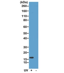 Phospho-Gamma H2AX (pSer139) Antibody HeLa WB. Western blot analysis of acid-extracted proteins from human HeLa cells untreated (-) or treated (+) with ultraviolet (UV) radiation using phospho-H2AX antibody detecting H2AX phosphorylated at Ser139, clone RM224. A band is detected at approximately 15 kDa, consistent with the predicted molecular weight of histone H2AX. Signal intensity is increased in the UV-treated sample, consistent with induction of DNA damage and activation of the DNA damage response.
