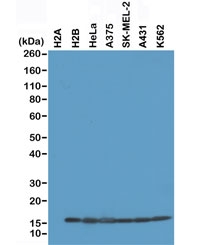 Histone H2B Antibody / HIST1H2B Core Chromatin Structure Antibody (clone RM230) for WB. Western blot analysis of HIST1H2B / Histone H2B in recombinant Histone H2A protein, recombinant Histone H2B protein, and human cell lysates including HeLa, A375, SK-MEL-2, A431, and K562 using Histone H2B Antibody / HIST1H2B Core Chromatin Structure Antibody. A band is detected at the predicted molecular weight corresponding to Histone H2B, consistent with nuclear chromatin-associated histone expression and nucleosome core protein distribution across multiple cell types.