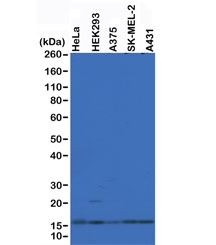 Histone H2AZ Antibody / H2AFZ Chromatin Regulation Antibody (clone RM215) for WB. Western blot analysis of H2AFZ / Histone H2A.Z expression in human cell lysates including HeLa, HEK293, A375, SK-MEL-2, and A431 using Histone H2AZ Antibody / H2AFZ Chromatin Regulation Antibody. A band is detected at the predicted molecular weight of approximately 14 kDa corresponding to Histone H2A.Z, consistent with nuclear chromatin-associated histone variant expression across multiple cell types and regulatory chromatin contexts.