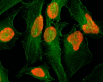Histone H2AZ Antibody / H2AFZ Chromatin Regulation Antibody (clone RM215) for IF. Immunofluorescence analysis of H2AFZ / Histone H2A.Z in human HeLa cells using Histone H2AZ Antibody / H2AFZ Chromatin Regulation Antibody. Strong nuclear staining is observed (red), consistent with chromatin-associated localization of the H2A.Z histone variant within the nucleus, while actin filaments are visualized in the cytoplasm (green), highlighting cell morphology and confirming nuclear-specific chromatin signal.