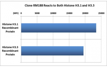 Histone H3 Antibody / HIST1H3A Core Chromatin Structure Antibody (clone RM188) specificity analysis. Protein binding assay demonstrating recognition of both HIST1H3A / Histone H3.1 and Histone H3.3. Strong signal is observed for both recombinant H3.1 and H3.3 proteins, confirming variant-independent detection and broad reactivity across major histone H3 isoforms, supporting use as a total H3 reference antibody for chromatin normalization and epigenetic studies.