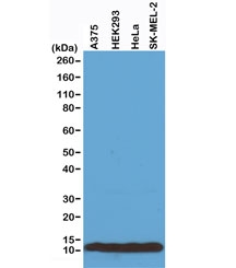 Histone H4 Antibody Human Sample WB. Western blot analysis of total histone H4 expression in whole cell lysates. Lane 1: A375 cells, Lane 2: HEK293 cells, Lane 3: HeLa cells, Lane 4: SK-MEL-2 cells. A band is detected at approximately 11 kDa, consistent with the predicted molecular weight of Histone H4 (HIST1H4). Uniform band intensity across cell lines reflects the ubiquitous expression of histone H4 as a core nucleosomal protein and chromatin structural component.