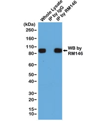 His Tag Antibody Human 293T Cell IP. Immunoprecipitation was performed using lysates from human HEK293T cells expressing a His-tag fusion protein. Lane 1 shows the whole cell lysate control, lane 2 shows the rabbit IgG immunoprecipitation negative control, and lane 3 shows immunoprecipitation performed with recombinant rabbit monoclonal His Tag Antibody clone RM146. The immunoprecipitated protein was detected by Western blot using clone RM146. A strong band is specifically enriched in the RM146 immunoprecipitate with minimal signal in the IgG control, demonstrating that this Polyhistidine Tag Antibody efficiently and specifically captures His-tagged recombinant proteins for immunoprecipitation applications.