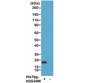 His Tag Antibody Biotin Conjugate Human 293T Cell WB. Western blot analysis was performed using lysates from human HEK293T cells transfected (+) or untransfected (-) with a DNA construct encoding a His-tagged Histone H3 protein. His Tag Antibody Biotin Conjugate clone RM146 was used at 0.2 ug/mL, followed by HRP-conjugated streptavidin for detection. A distinct immunoreactive band corresponding to the His-tagged Histone H3 fusion protein is detected exclusively in the transfected sample, while the untransfected control shows no detectable signal. These results demonstrate that this Biotin His Tag Antibody provides highly specific detection of polyhistidine-tagged recombinant proteins by Western blot using a streptavidin-based detection system.