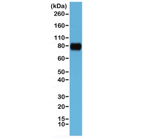 CD44 Antibody Extracellular Domain Human Cell Line WB. Western blot analysis of CD44 / CD44 antigen expression in human HeLa cell lysate using recombinant rabbit monoclonal antibody clone RM264 at 1:1000. A band is detected at approximately 80 kDa, consistent with the predicted molecular weight of CD44 (CD44 / CD44 antigen). CD44 is a glycosylated transmembrane protein, and while a band near the predicted molecular weight represents the core protein, higher apparent molecular weight forms may be observed in some cell types due to variable glycosylation of the extracellular domain. The observed band supports detection of CD44 extracellular domain-associated protein expression in human cells.