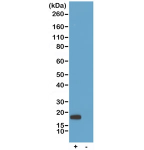 Recombinant His-Tag Chimeric Human Antibody Human HEK293 Cell WB. Western blot analysis was performed using lysates from human HEK293 cells transfected (+) or untransfected (-) with a DNA construct encoding a His-tagged Histone H3 protein. Recombinant His-Tag Chimeric Human Antibody clone RMH01 was used at 0.2 ug/mL, followed by an anti-human IgG secondary antibody for detection. A distinct immunoreactive band corresponding to the His-tagged Histone H3 protein is detected only in the transfected sample, while the untransfected control shows no detectable signal. These results demonstrate that Recombinant His-Tag Chimeric Human Antibody specifically detects His-tagged recombinant proteins and is fully compatible with standard anti-human IgG secondary antibody detection systems.