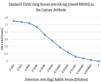 Sandwich ELISA performed on whole lysate of human LNCaP cells overexpressing HA-tag Bag1 protein. ELISA plate was coated with 50uL/well of recombinant HA Tag Chimeric Human antibody (1ug/ml) as the capture. Anti-Bag1 rabbit serum was used as the detect, followed by an alkaline phosphatase conjugated anti-Rabbit IgG as the secondary Ab.