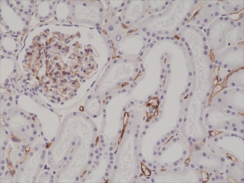 CD34 Antibody Kidney IHC. Immunohistochemistry testing of formalin fixed and paraffin embedded human kidney tissue with CD34 antibody at 1:200 dilution. HIER: steam section in pH6 citrate buffer for 20 min and allow to cool prior to staining.