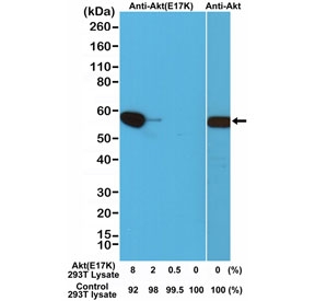 AKT E17K Mutant Antibody HEK293T WB. Western blot analysis of mixed human 293T cell lysates containing untransfected cells and cells transfected with an AKT E17K expression construct shows a band at approximately 55-60 kDa selectively detected in E17K-expressing samples using AKT E17K mutant antibody, consistent with the predicted molecular weight of AKT and supporting mutation-specific recognition, while total AKT antibody detects both wild-type and mutant protein; clone RM336 was used for detection of the E17K variant.