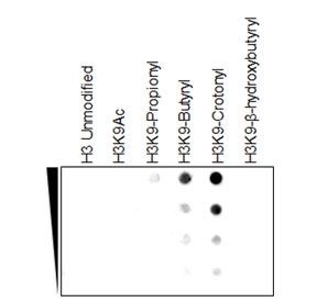 H3K9cr Antibody / HIST1H3A Crotonylation Chromatin Activation Antibody (clone RM339) specificity analysis. Peptide dot blot demonstrating selective recognition of HIST1H3A / Histone H3 Lys9 crotonylation (H3K9cr). Strong signal is observed exclusively with the K9 crotonylated peptide, while minimal to no reactivity is detected with unmodified H3, acetylated Lys9, propionylated, butyrylated, or beta-hydroxybutyrylated peptides, confirming high specificity for the crotonylated Lys9 modification and distinguishing it from other lysine acylation states.