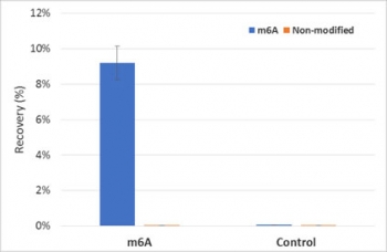 MeRIP was performed using M6A and control RNA sourced from New England Biolabs (cat # E1610). Recombinant m6A antibody (clone RM362) and PEG antibody (clone RM105) were mixed for a short time, with Protein A beads before the addition of m6A labelled and non- labelled RNA (in equal amounts). Captured RNA was then washed, eluted and run through RT-PCR. Resulting cDNA was then analyzed using Realtime PCR with specific probes to m6A labelled and un-labelled sequences.