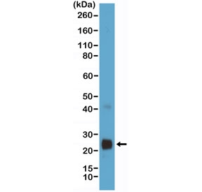 Recombinant VEGFA Antibody Human Cell WB. Western blot analysis of VEGF protein-expressing human HEK293 cell lysate using Recombinant VEGFA Antibody (clone RM391). An HRP-conjugated secondary antibody with ECL substrate was used for detection. Recombinant VEGFA Antibody detects a band at approximately 25 kDa, consistent with VEGFA protein expression. This recombinant rabbit monoclonal antibody supports analysis of VEGFA expression in studies of angiogenesis, endothelial cell signaling, vascular remodeling, and VEGF-mediated growth factor pathways.