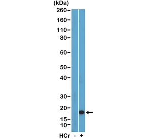 H3K27cr Antibody / HIST1H3A Crotonylation Chromatin Activation Antibody (clone RM401) for WB. Western blot analysis of HIST1H3A / Histone H3 Lys27 crotonylation (H3K27cr) in acid extracts of human HeLa cells untreated (-) or treated (+) with sodium crotonate using H3K27cr Antibody / HIST1H3A Crotonylation Chromatin Activation Antibody. A band is detected at the predicted molecular weight corresponding to crotonylated Histone H3, with increased signal in treated cells consistent with metabolite-driven chromatin activation and enhanced histone crotonylation.