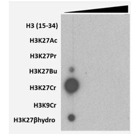 H3K27cr Antibody / HIST1H3A Crotonylation Chromatin Activation Antibody (clone RM401) specificity analysis. Peptide dot blot demonstrating selective recognition of HIST1H3A / Histone H3 Lys27 crotonylation (H3K27cr). Strong signal is observed exclusively with the K27 crotonylated peptide, while minimal to no reactivity is detected with unmodified H3, acetylated Lys27, propionylated, butyrylated, or beta-hydroxybutyrylated peptides, confirming high specificity for the crotonylated Lys27 modification and clear distinction from other lysine acylation states. Image courtesy of Jibo Zhang from Strahl lab, UNC School of Medicine.