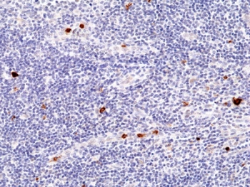 Myeloperoxidase Antibody Human Tonsil Tissue IHC. Immunohistochemistry staining of FFPE human tonsil tissue with recombinant Myeloperoxidase antibody at 1:100.