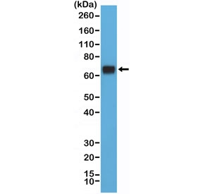 Western blot testing of human HeLa cell lysate with recombinant HSP70 antibody at 1:5000 dilution. Expected molecular weight ~70 kDa.