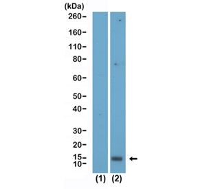 Western blot testing of (1) H2A recombinant protein and (2) acid extracts of human HeLa cell lysate using Acetyl-Histone H2A.X Antibody / Lys5 / H2AXK5ac Antibody at 0.04 ug/ml.