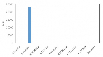 This Acetyl-Histone H2A.X Antibody / Lysine 9 / H2AXK9ac Antibody specifically reacts to Histone H2AX acetylated at Lysine 9 (K9ac). No limited cross reactivity with acetylated Lysine 5 (K5ac), Lysine 36 (K36ac) in Histone H2AX, Lysine 4 (K4ac), Lysine 7 (K7ac), Lysine 11 (K11ac), Lysine 13 (K13ac) in Histone H2AZ, or non-modified Asparagine 19 (N19), Lysine 36 (K36) in Histone H2AX.