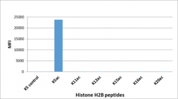 H2BK5ac Antibody / HIST1H2B Early Chromatin Activation Antibody (clone RM455) specificity analysis. Peptide binding assay demonstrating selective recognition of HIST1H2B / Histone H2B Lys5 acetylation (K5ac). Strong signal is observed exclusively with the K5ac peptide, while no detectable reactivity is seen with non-modified Lys5 or other acetylated histone H2B peptides, confirming high specificity for the Lys5-acetylated H2B state associated with early chromatin activation and transcription initiation.